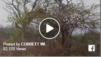 شاهد.. نمر جائع يتسلق شجرة ليصطاد قردا