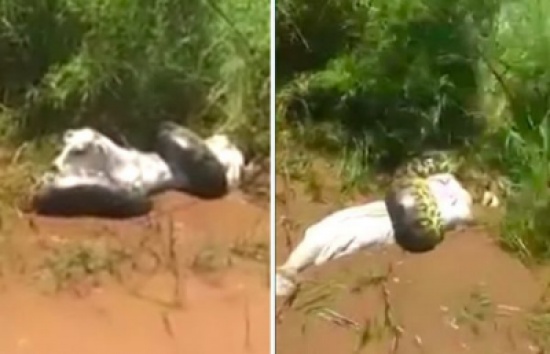 شاهد..: أفعى ضخمة تلتف على عجل صغير قبل افتراسه