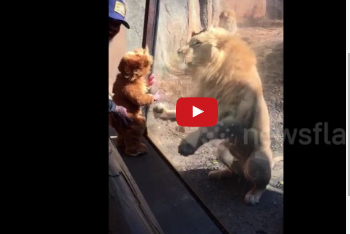 رد فعل أسد يرى طفلا يرتدي زي ملك الغابة