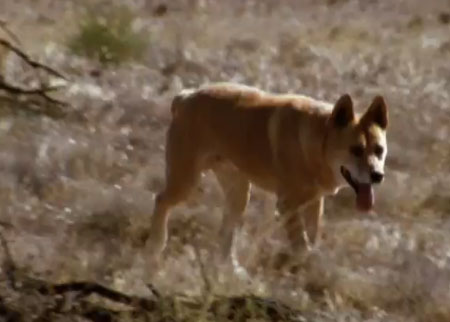 الكنغر والكلب استرالي