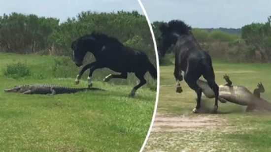 فيديو| ماذا حدث لهذا الحصان بعد أن هاجَمَ تمساحاً فجأة!