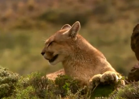 الفهد والغزال