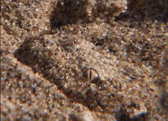 بالفيديو: خداع رهيب من ثعبان لضحيته قبل افتراسها