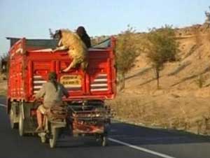 لصان تركيان يسرقان خروف الأضحية على طريقة أفلام المطاردات