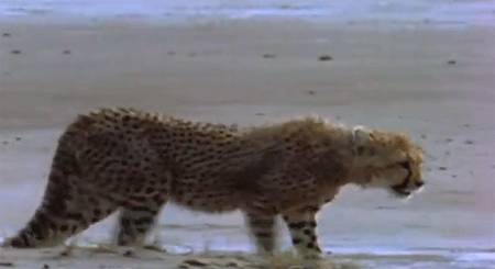 تعليم الفهد الصغير