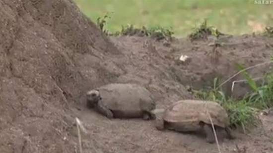 معركة شرسة بين سلحفاتين