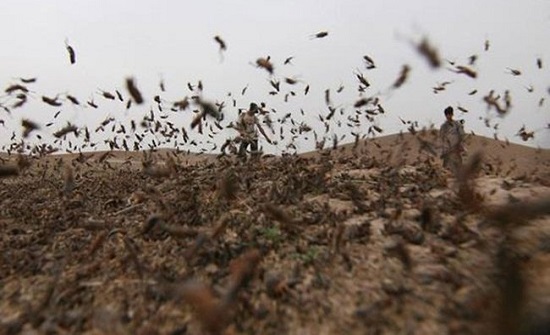 رياح شمالية غربية أكثر برودة تنهي خطر الجراد في المملكة