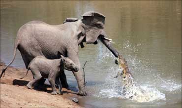 محاولة لابتلاع  فيل " صور "