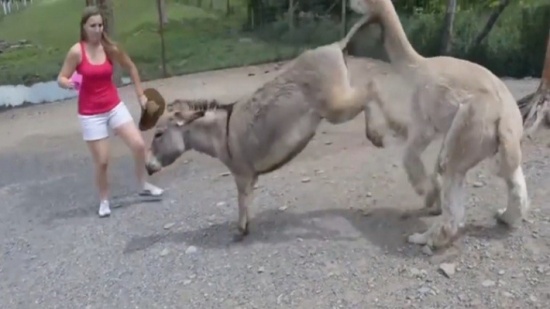 حمار يغضب ويعبر عن غيرته على صاحبته