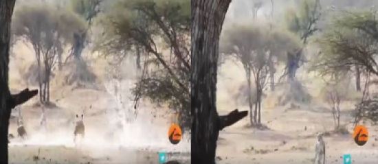 شاهد: أسد يطارد قطيع غزلان ينتهي بطريقة طريفة