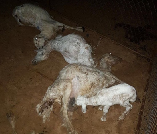 صورة مؤثرة لأحد صغار الماشية وهو يرضع من أمه الميتة بصاعقة في القنفذة!