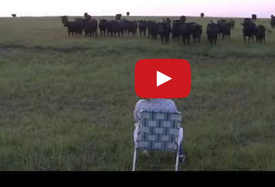 أبقار تستجيب للموسيقى وتغني