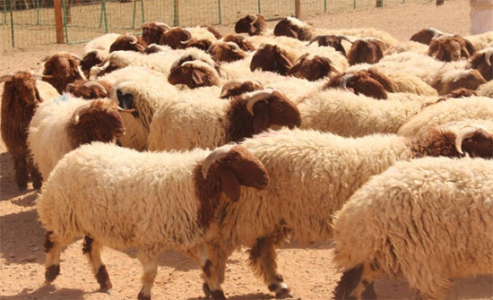 مربو الثروة الحيوانية بالمفرق يشكون نقصا بمادة النخالة مربو الثروة الحيوانية بالمفرق يشكون نقصا بمادة النخالة