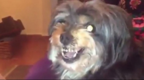 بالفيديو| شاهد ردة فعل "جرو" عند سماع إسمي ميسي ورونالدو