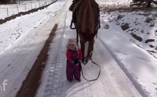 صداقة لطيفة بين طفلة وحصان