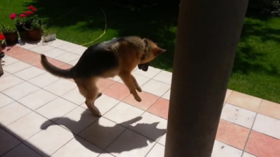 شاهد: رد فعل كلب يرى ظله لأول مرة