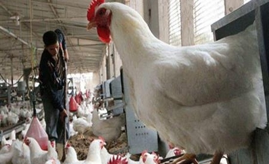 توقيع اتفاقية بين أمانة عمان والاتحاد النوعي لمزارعي الدواجن