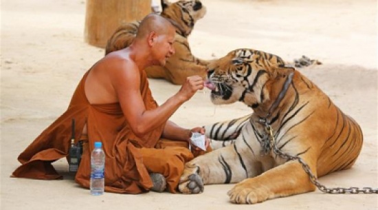 إجبار "معبد النمر" التايلاندي الشهير على التخلي عن نموره