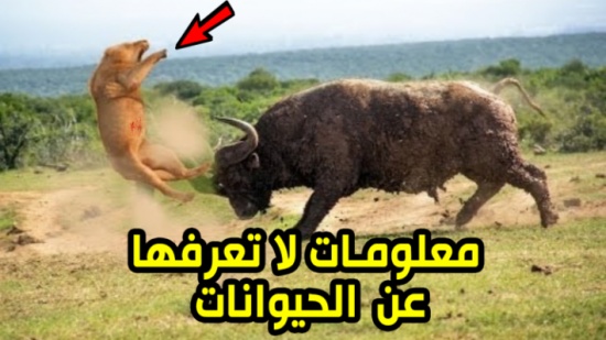 فيديو| معلومات لا تعرفها عن الحيوانات