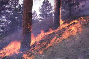 الدفاع الوطني الفلسطيني شارك في اخماد الحرائق داخل اسرائيل