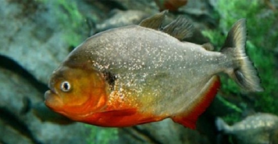 شاهد: أسماك البيرانا المتوحشة تلتهم قطعة لحم في ثوان