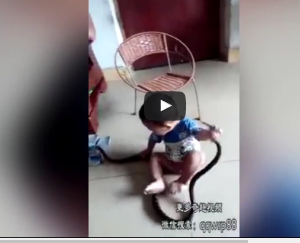 شاهد.. طفل يدخل في نوبة ضحك أثناء لعبه مع ثعبان عملاق