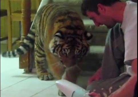 ردة فعل نمر عند تشغيل مكنسة كهربائية