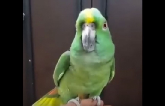 بالفيديو : ببغاء ينطق ..لا إله إلا الله محمد رسول الله