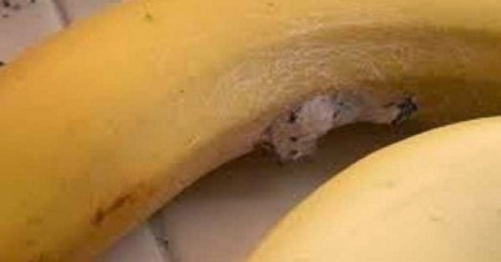 الى محبي الموز إحذروا العناكب الى محبي الموز إحذروا العناكب
