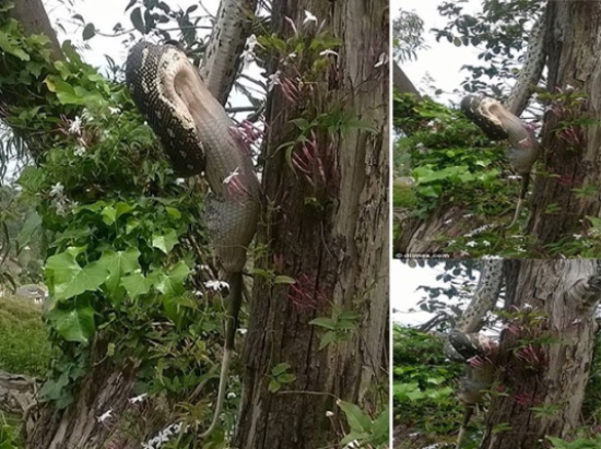 شاهد: لحظة ابتلاع ثعبان لحيوان النيص فوق شجرة