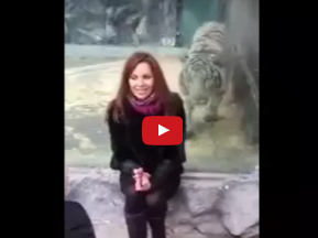 شاهد.. رد فعل فتاة انقض عليها نمر