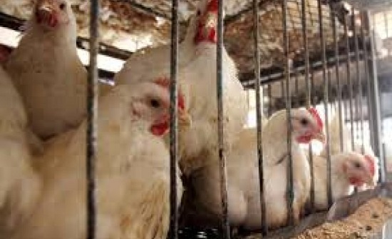 اغلاق نتافات دواجن ومخالفة محال تجارية في جرش