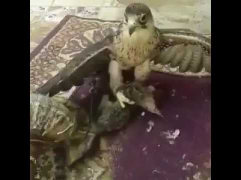 فيديو صادم| صقر يلتهم قطة حية وصاحبه يكتفي بالتصوير ويثير جدلاً واسعاً فيديو صادم| صقر يلتهم قطة حية وصاحبه يكتفي بالتصوير ويثير جدلاً واسعاً