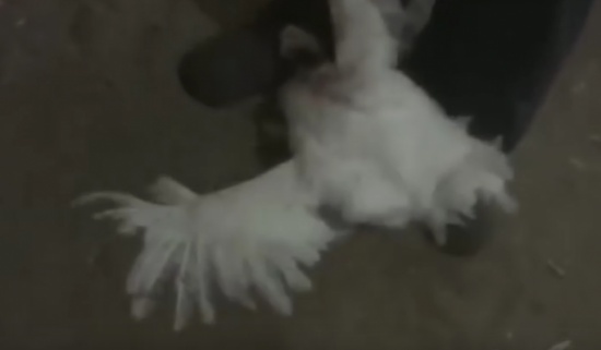 بالفيديو| بطريقة بشعة .. هكذا يتم قتل الدجاج في أمريكا