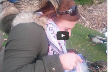 شاهد.. شاهد ماذا فعل بط جائع بامرأة تحمل طعاما