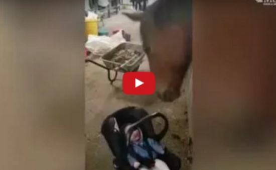 شاهد رد فعل طفل يرى حصانا لأول مرة