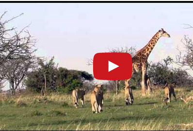 كيف حمت زرافة صغيرها من قطيع أسود