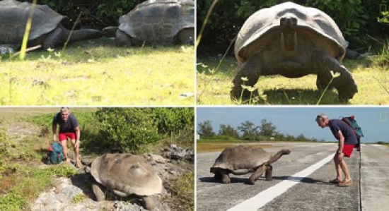 شاهد: هذا ما يحدث عندما تقاطع جلسة تزاوج لزوج من السلاحف