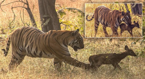 "غريزة الأمومة" تنقذ غزالا صغيرا من موت محقق