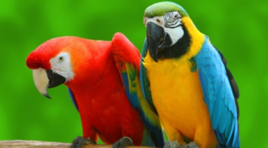 إنقاذ ببغاءوين من حريق بعدما صرخا طالبين المساعدة