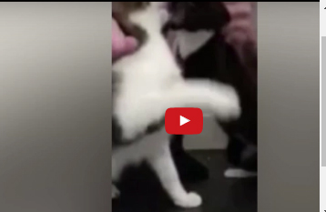 رجل يجبر قطتين على المبارزة ويعلقهما في السقف