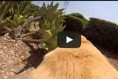 فرحة كلب بتحريره من أجل السباحة