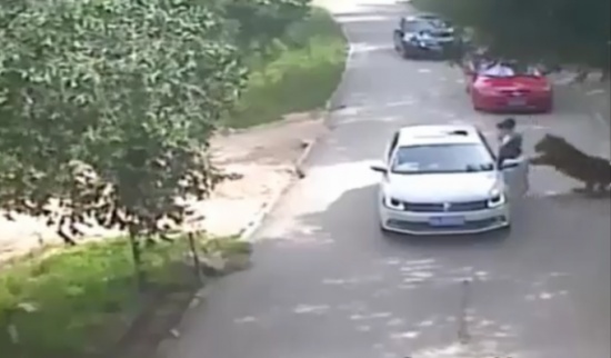 فيديو صادم...نزلت لثواني معدودة ولكن النمر كان اسرع منها!