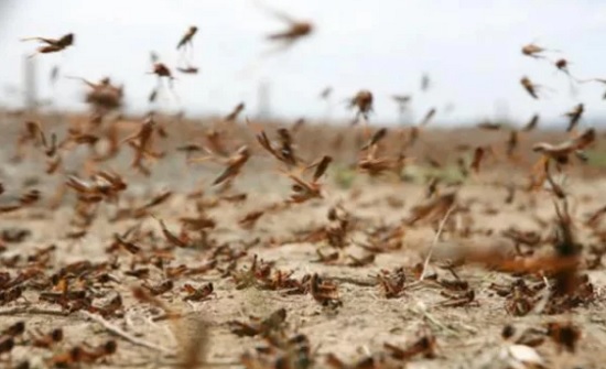 أسراب من الجراد تدخل مناطق البرة وعابور بالطفيلة