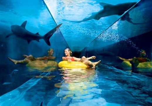 بالصور : شاهدوا متعة الحياة تحت الماء !