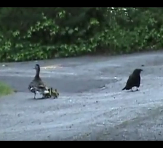 بطة تحمي فراخها من غراب ماكر ( شاهد )