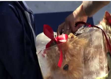 الكلب المتجمد