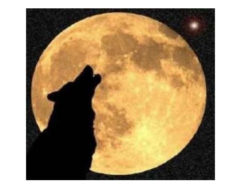 إسرائيل تحاول تحديد صورة "الذئب المنفرد " إسرائيل تحاول تحديد صورة "الذئب المنفرد "