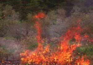 مستوطنون يجرفون عشرات الدونمات غربي سلفيت  