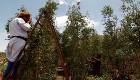 القات في الأردن ... تجارة الكيف اليمني المهرّب